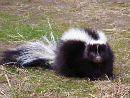 A skunk hunkers down in grassy turf.