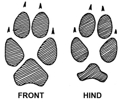 A pair of coyote paw prints.