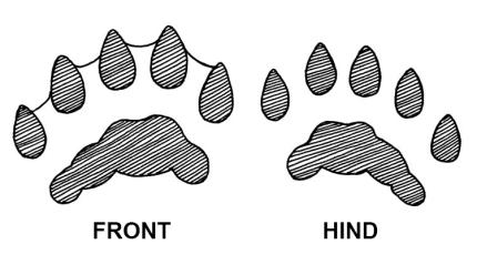A drawing depicts the front and hind paw print of a river otter.