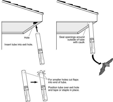 One-way tubes work where one-way doors won’t, such as on horizontal surfaces. A flexible pipe or cardboard tube is easy to fit into a crevice or cut to create flaps that can be fit over an opening and be stapled, nailed, or taped to a building (Fig. 8). Do not let the tube project more than ¼-inch into the opening to make sure that bats can easily enter the tube. 