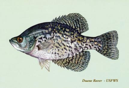 Black Crappie Washington Department Of Fish Wildlife