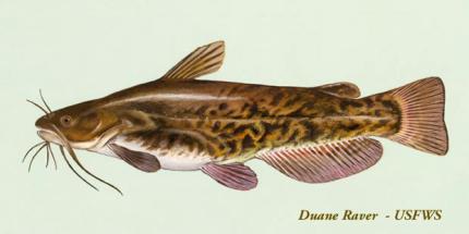 Brown Bullhead Washington Department Of Fish Wildlife