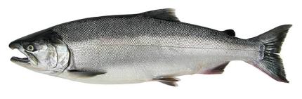 coho salmon coho salmon