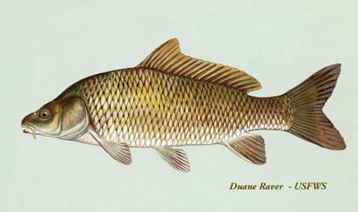 carp fish