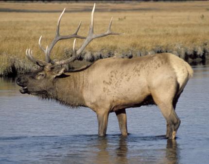 An Elk drinks while standing in water