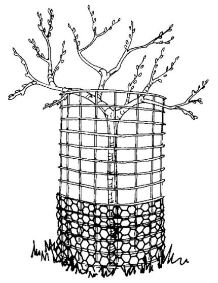 Drawing showing an elk-proof fence surrounding a tree or shrub