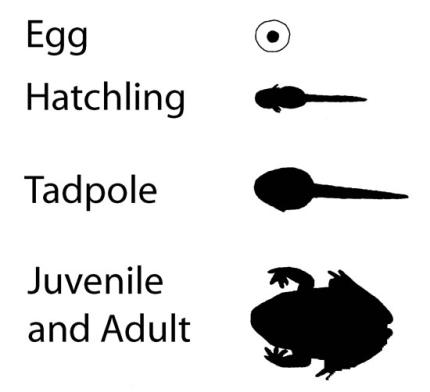 Illustration showing the frog life cycle from egg to hatchling to tadple to adult