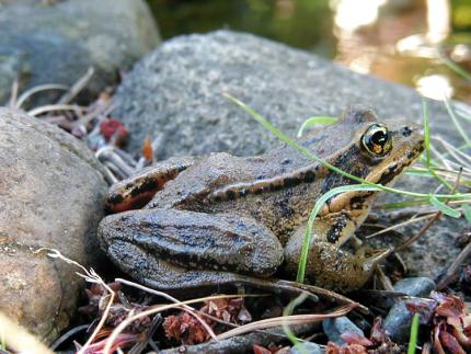 Photo of a brownish green red-legged frog crouched next to some rocks