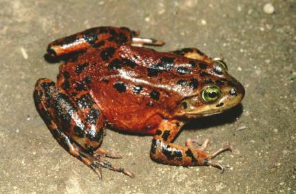 Small reddish frog with dark spots