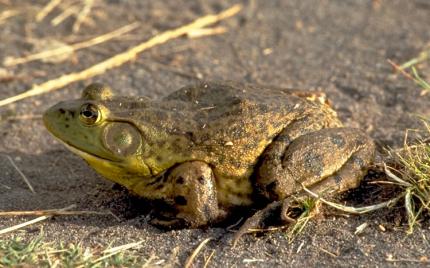 Large brown and green bullfrog crouched on the ground