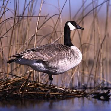 A Canada goose stands in shallow water.