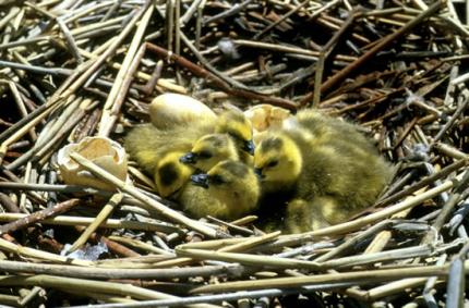 Geese chicks huddle in a nest. 