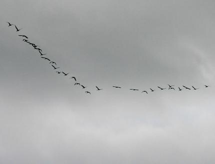 Geese in V-shaped formation flying under cloudy, gray sky