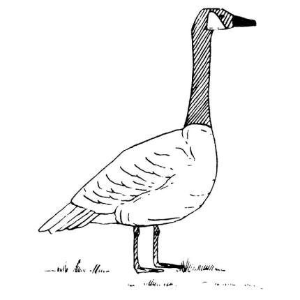 A Canada goose stands at alert.