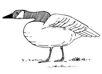 A goose hunches in a bent-neck display.