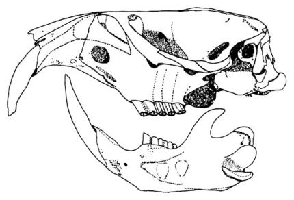 A side drawing of a pocket gopher skull.