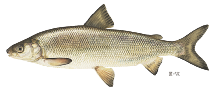 Lake Whitefish