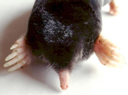 The large paddle-like front arms of a mole help it pack the walls of its tunnels.