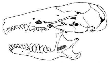 A mole skull drawn from the left side.