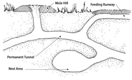 A drawing shows the different mole tunnel types.