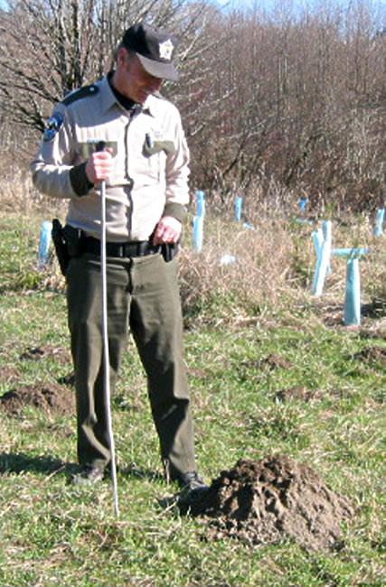 A WDFW empoyee surveys a mole hill.