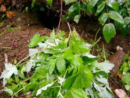 A picture shows a partially obscured mountain beaver burrow.