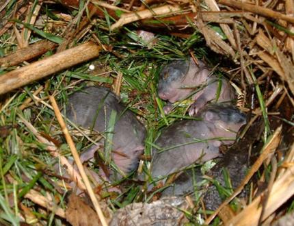 Young sightless muskrats nest in a burrow.