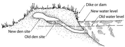 A cutaway drawing depicting the position of a muskrat den.