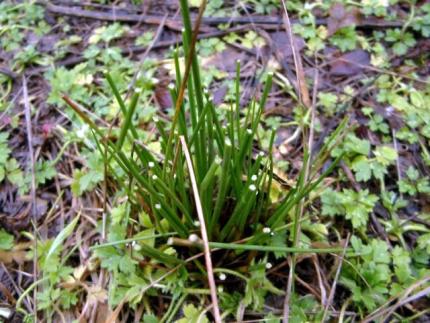 A patch of grass sits partially consumed in nutria habitat.