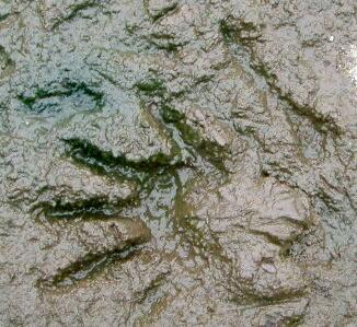A set of nutria tracks in the mud.