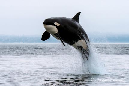 Killer whale (orca) conservation and management | Washington Department