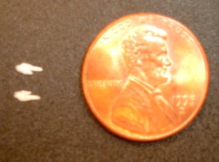 Photo of two small white otoliths next to a penny to show relative size