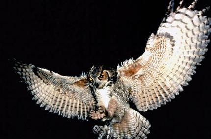 A great honred owl swoops in at night.