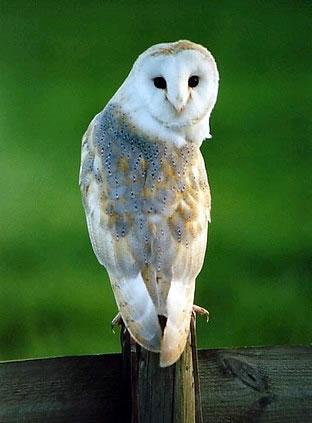 Living with wildlife: Owls | Washington Department of Fish & Wildlife