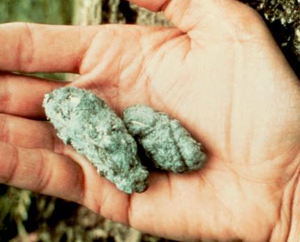 A biologist holds two owl pellets for display.