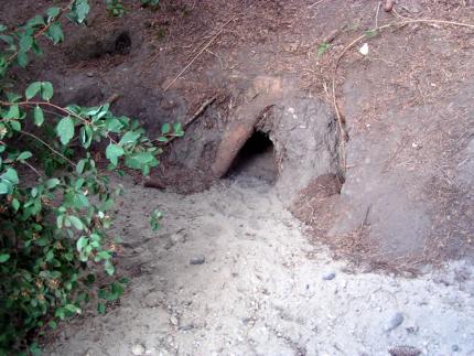 A hole is shown leading to a rabbit burrow under a tree.