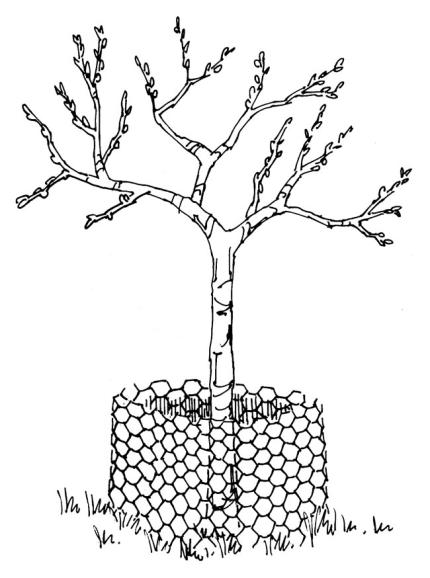 Une petite clôture en fil de poulet peut empêcher la recherche de nourriture pour les variétés de jardin.