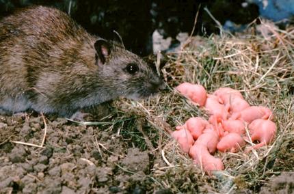 A Norway rat attends to its young.