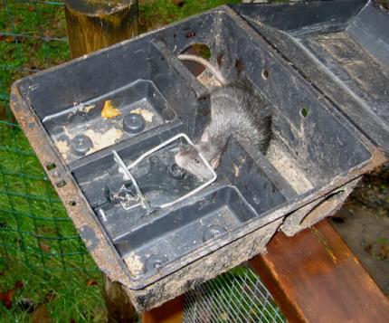 Roof Rats  Internet Center for Wildlife Damage Management