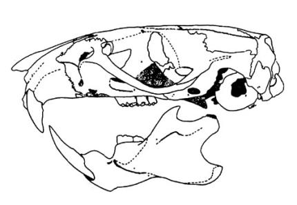 A drawing depicts a side view of a rat skull.