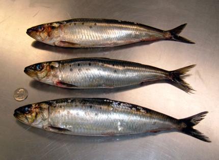 Photo of three sardines next to a quarter to show relative sizes