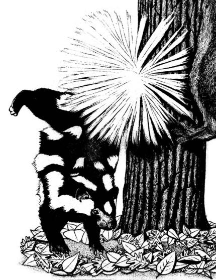 A spotted skunk postures for a defensive spray.