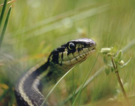 Grass Snake Plays Dead on a Cold Day