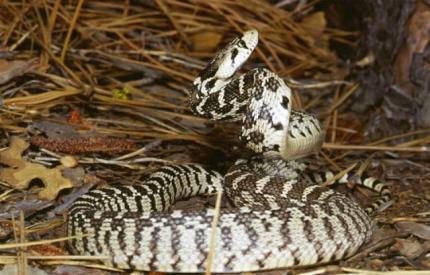 Brown and white gopher snake coiled up with its head posed to strike