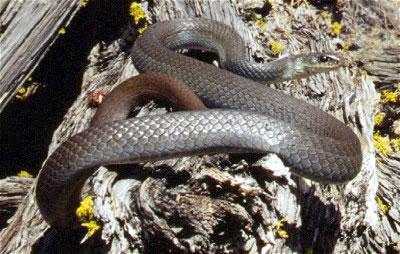 Living With Wildlife: Snakes | Washington Department Of Fish & Wildlife