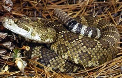 A rattlesnake coiled up tightly on the ground