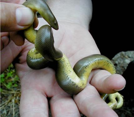 A green and yellow rubber boa being held in the palm of a hand