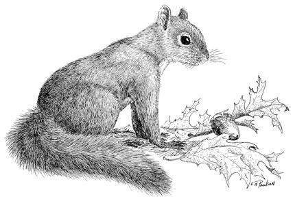 eastern gray squirrel drawing