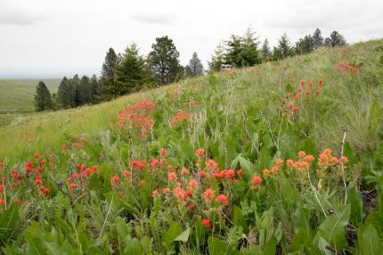 Indian paintbrush blooming in a meadow