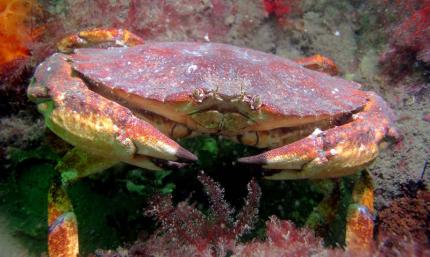 Closeup underwater photo of a red rock crab